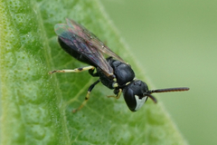 Hylaeus pictipes