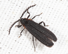 Leptoceletes basalis
