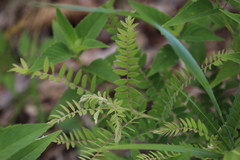 Astragalus canadensis