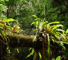 Pseudalcantarea viridiflora