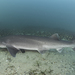 Broadnose Sevengill Shark - Photo (c) marciariederer, some rights reserved (CC BY-NC), uploaded by marciariederer