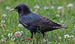 Sturnus vulgaris
