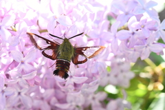 Hemaris gracilis