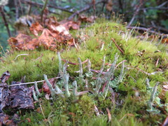 Cladonia cornuta