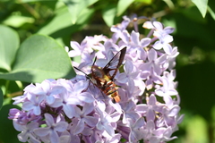 Hemaris gracilis