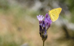 Colias harfordii