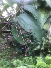 Miconia minutiflora