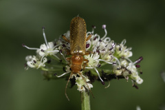 Cantharis cryptica