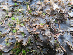 Peltigera elisabethae