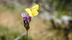 Colias harfordii