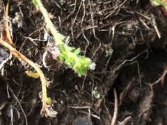 Plagiobothrys leptocladus