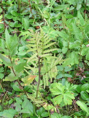 Pedicularis bracteosa bracteosa