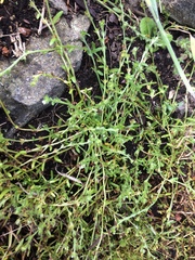 Plagiobothrys leptocladus