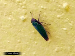 Chlorogonalia losoplanensis