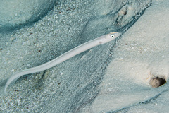 Gunnellichthys monostigma