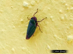 Chlorogonalia losoplanensis
