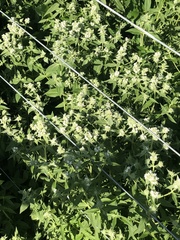 Galium stellatum