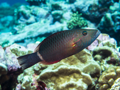 Ringtail Maori Wrasse photo 2