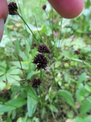 Juncus mertensianus
