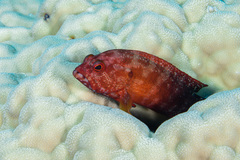 Cephalopholis urodeta