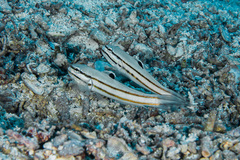 Valenciennea helsdingenii