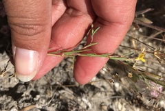 Camissonia strigulosa
