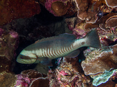 Gracila albomarginata