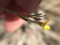 Camissonia strigulosa