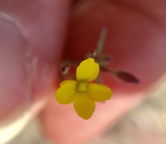 Camissonia strigulosa