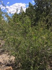 Peraphyllum ramosissimum