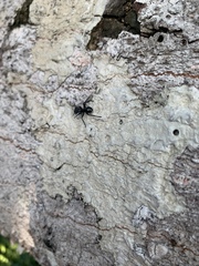 Cephalotes atratus