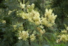 Black Wattle - Photo (c) enbodenumer, some rights reserved (CC BY-NC-SA)
