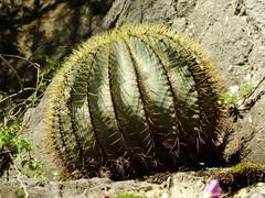 Ferocactus glaucescens