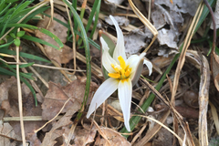 Erythronium albidum