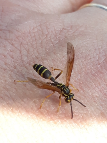Agelaia multipicta photo 3
