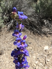 Penstemon pachyphyllus