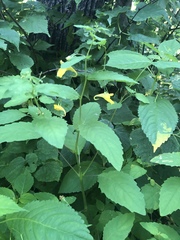 Impatiens noli-tangere