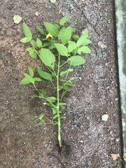 Impatiens noli-tangere