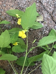 Impatiens noli-tangere