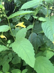 Impatiens noli-tangere