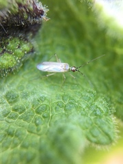 Engytatus modestus