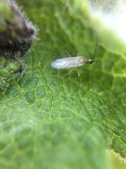 Engytatus modestus