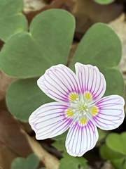 Oxalis