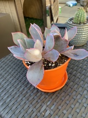 Echeveria cante