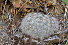 Mammillaria glassii