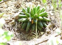 Mammillaria longimamma