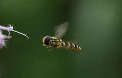 Epistrophella emarginata
