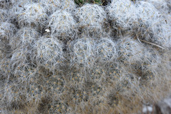 Mammillaria glassii