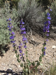 Penstemon pachyphyllus