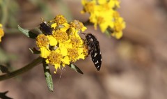 Acmaeodera connexa